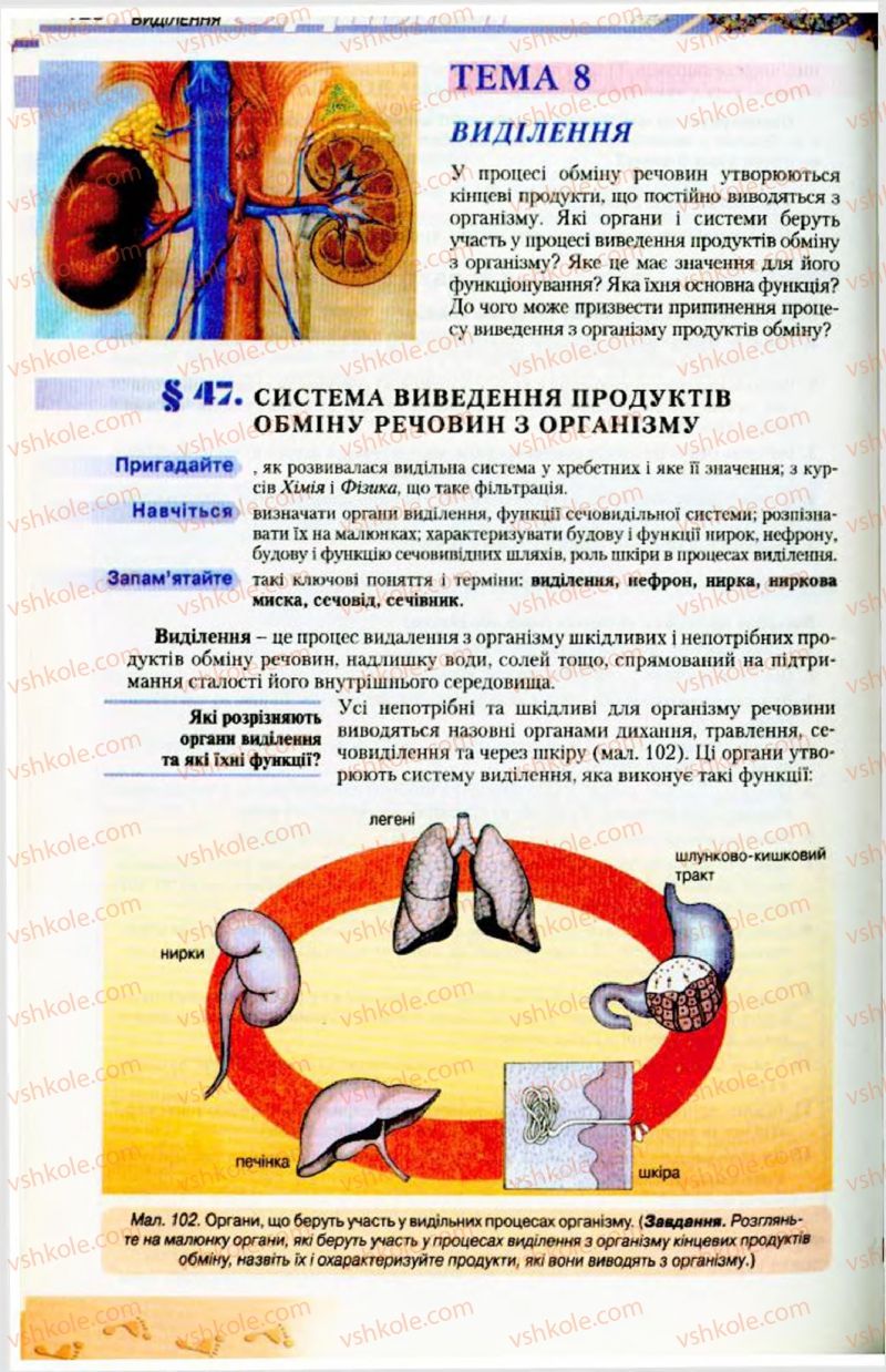 Страница 128 | Підручник Біологія 9 клас Н.Ю. Матяш, М.Н. Шабатура 2009