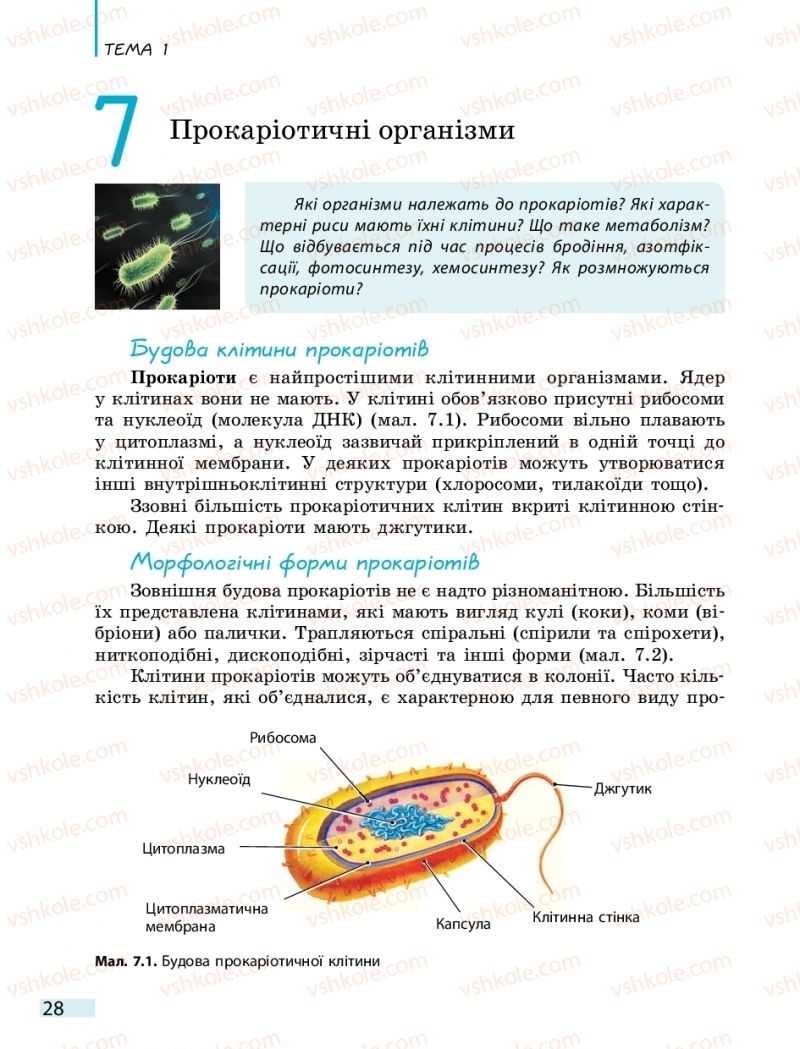 Страница 28 | Підручник Біологія 10 клас К.М. Задорожний 2018