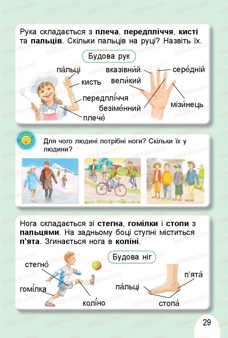 Страница 29 | Підручник Я досліджую світ 1 клас Т.Г. Гільберг, О.В. Гнатюк, Н.М. Павич 2018 2 частина