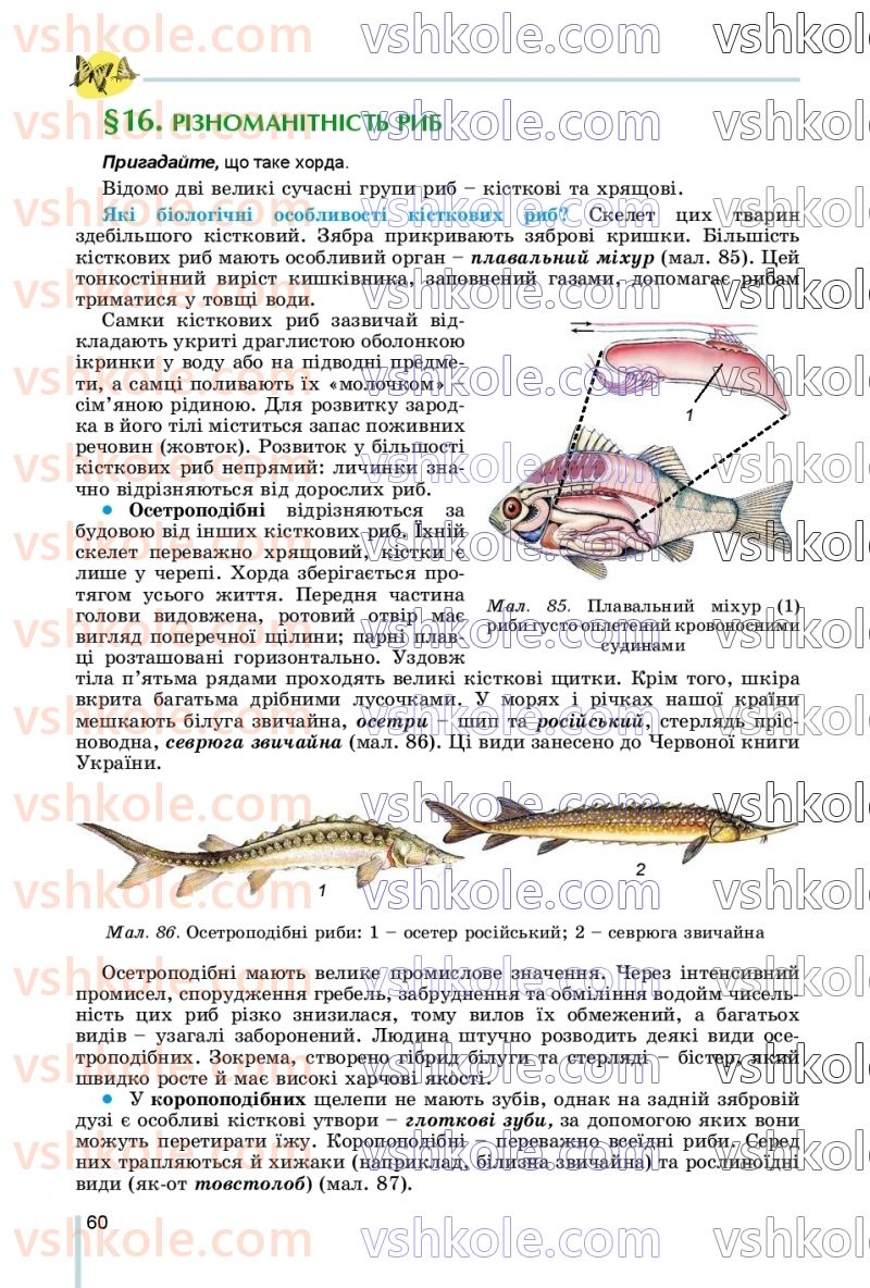 Страница 60 | Підручник Біологія 7 клас Л.І. Остапченко, П.Г. Балан, В.В. Серебряков, Н.Ю. Матяш 2020