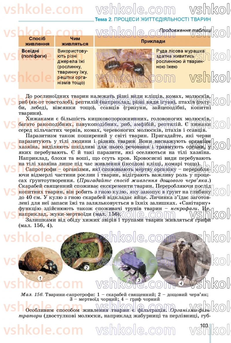 Страница 103 | Підручник Біологія 7 клас Л.І. Остапченко, П.Г. Балан, В.В. Серебряков, Н.Ю. Матяш 2020