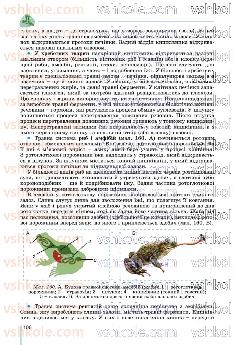 Страница 106 | Підручник Біологія 7 клас Л.І. Остапченко, П.Г. Балан, В.В. Серебряков, Н.Ю. Матяш 2020