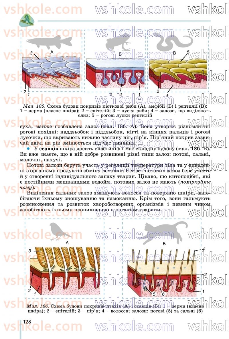 Страница 128 | Підручник Біологія 7 клас Л.І. Остапченко, П.Г. Балан, В.В. Серебряков, Н.Ю. Матяш 2020
