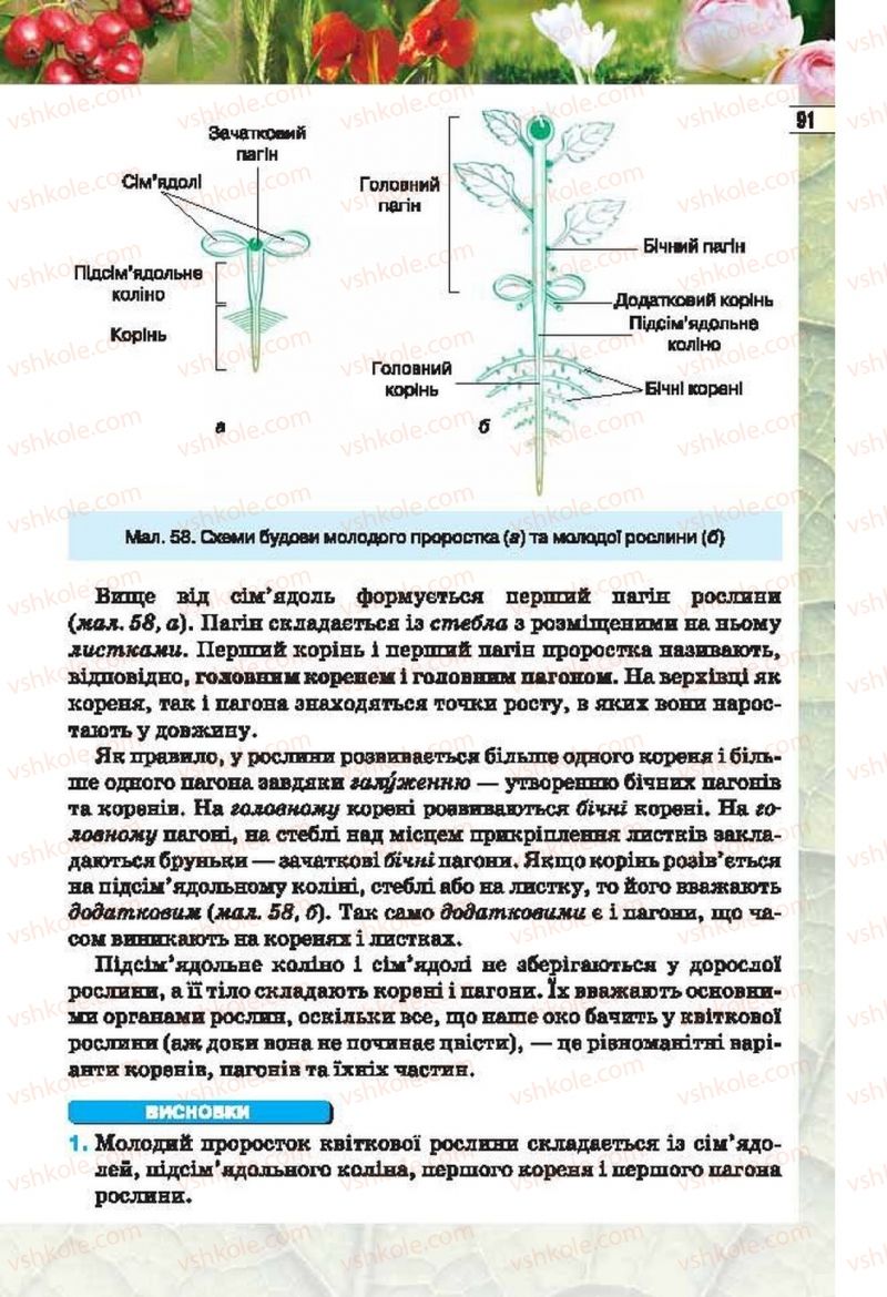 Страница 91 | Підручник Біологія 6 клас І.Ю. Костіков, С.О. Волгін, В.В. Додь 2014