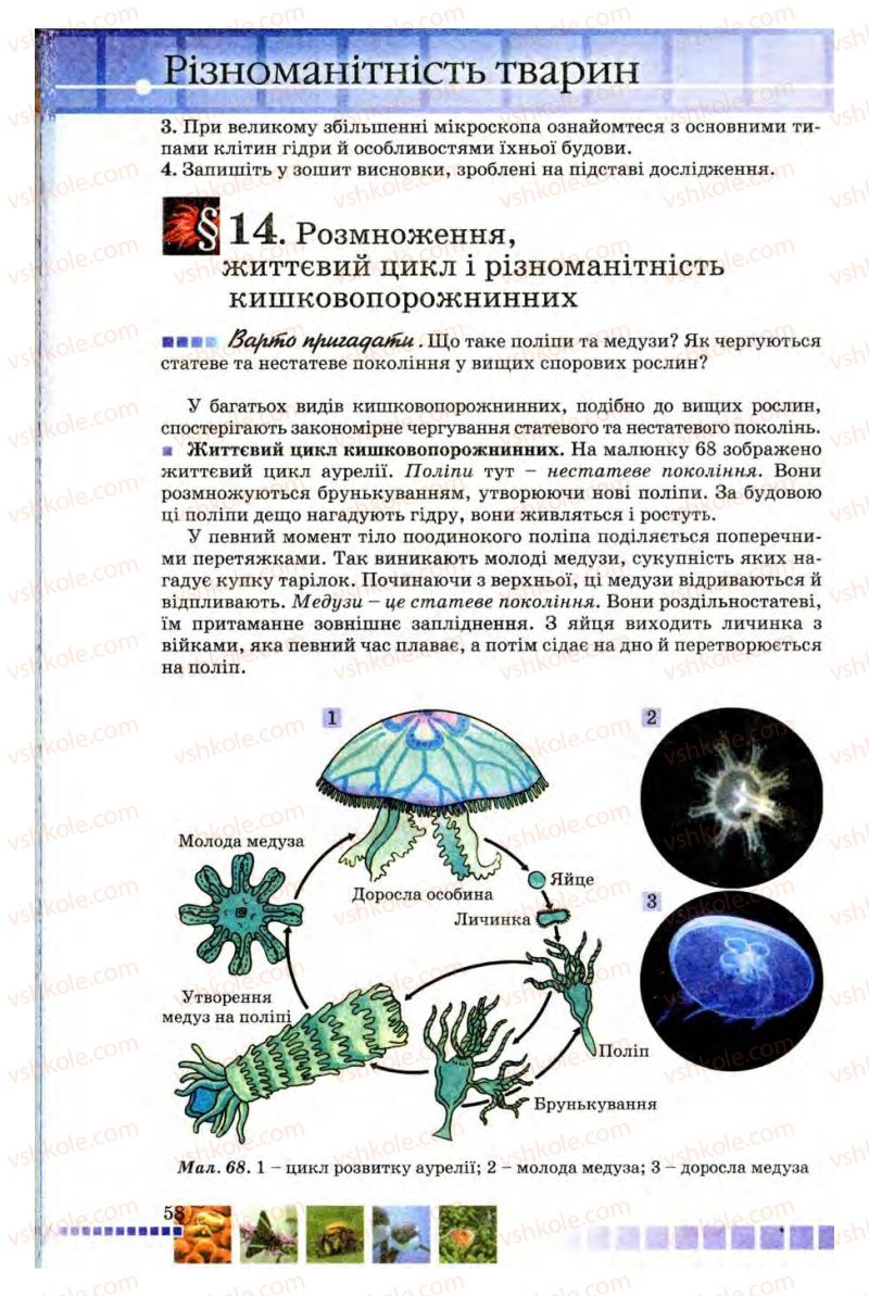 Страница 58 | Підручник Біологія 8 клас В.В. Серебряков, П.Г. Балан 2008