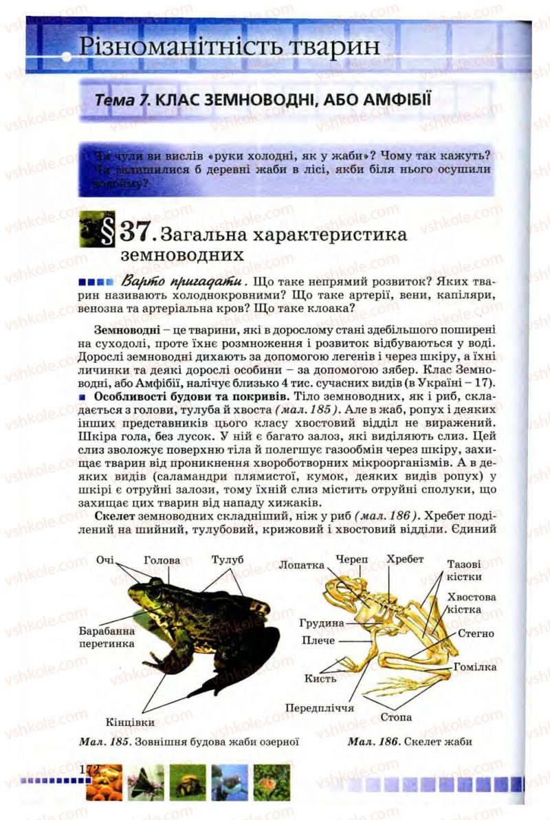 Страница 172 | Підручник Біологія 8 клас В.В. Серебряков, П.Г. Балан 2008