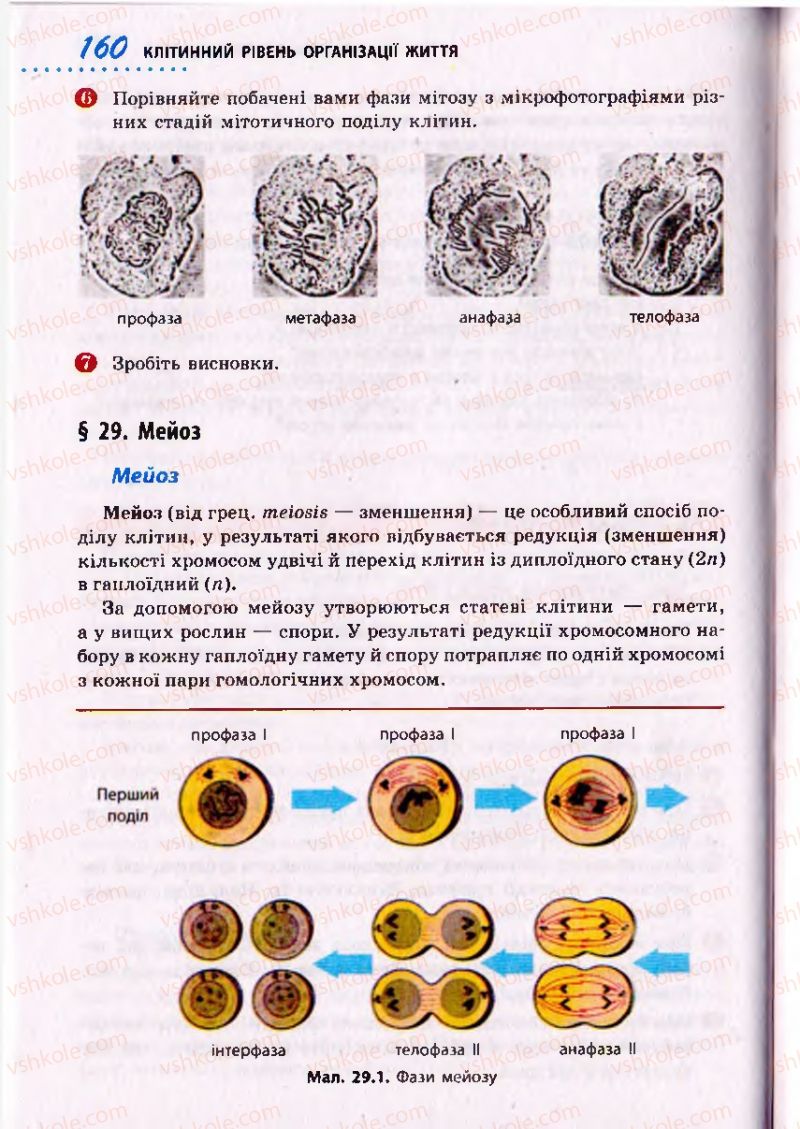 Страница 160 | Підручник Біологія 10 клас О.В. Тагліна 2010 Академічний рівень