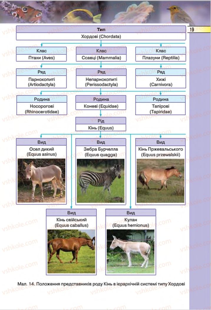 Страница 19 | Підручник Біологія 7 клас І.Ю. Костіков, С.О. Волгін, В.В. Додь 2015