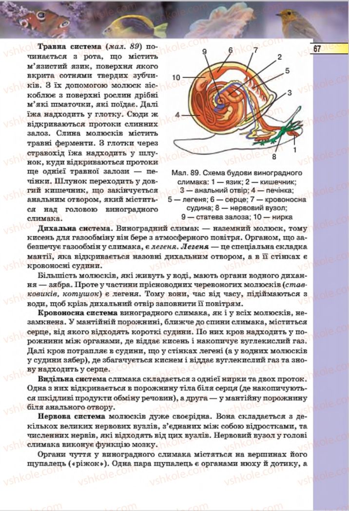 Страница 67 | Підручник Біологія 7 клас І.Ю. Костіков, С.О. Волгін, В.В. Додь 2015