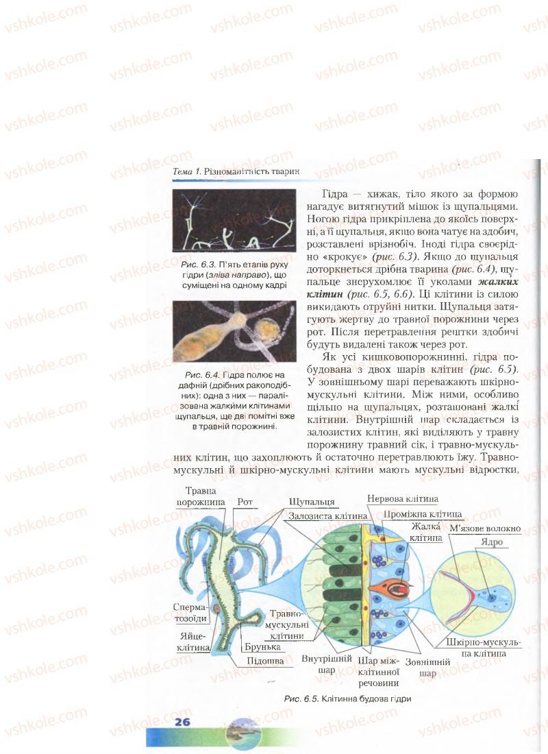 Страница 26 | Підручник Біологія 7 клас Д.А. Шабанов, М.О. Кравченко 2015