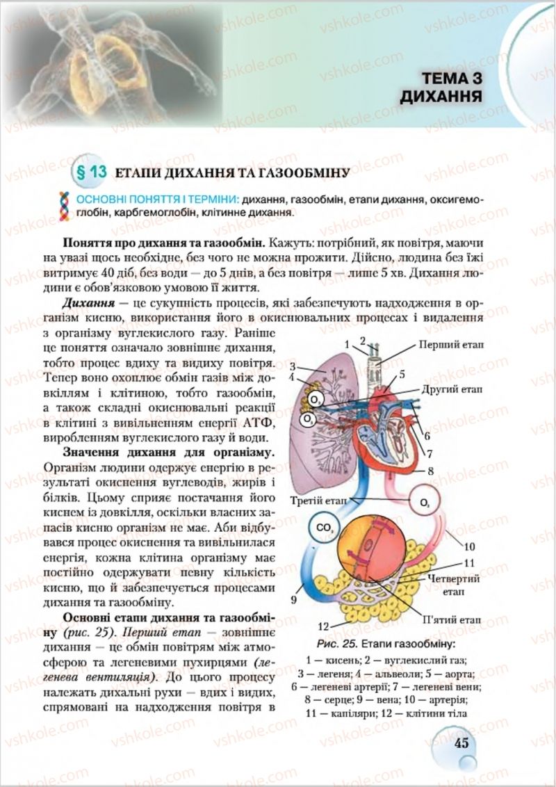 Страница 45 | Підручник Біологія 8 клас С.В. Страшко, Л.Г. Горяна, В.Г. Білик 2016