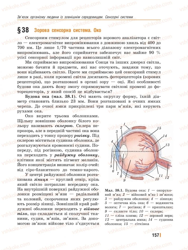 Страница 157 | Підручник Біологія 8 клас Т.І. Базанова, Ю.В. Павіченко, Ю.О. Кузнецова 2016