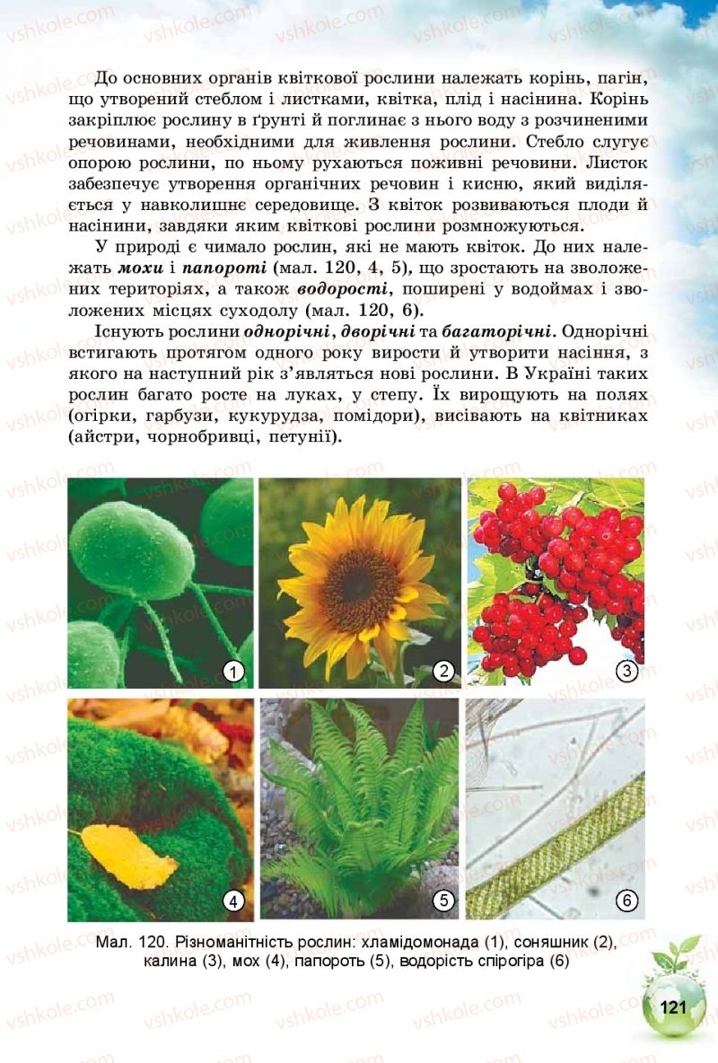 Страница 121 | Підручник Природознавство 5 клас Т.В. Коршевнюк, І.В. Баштовий 2018