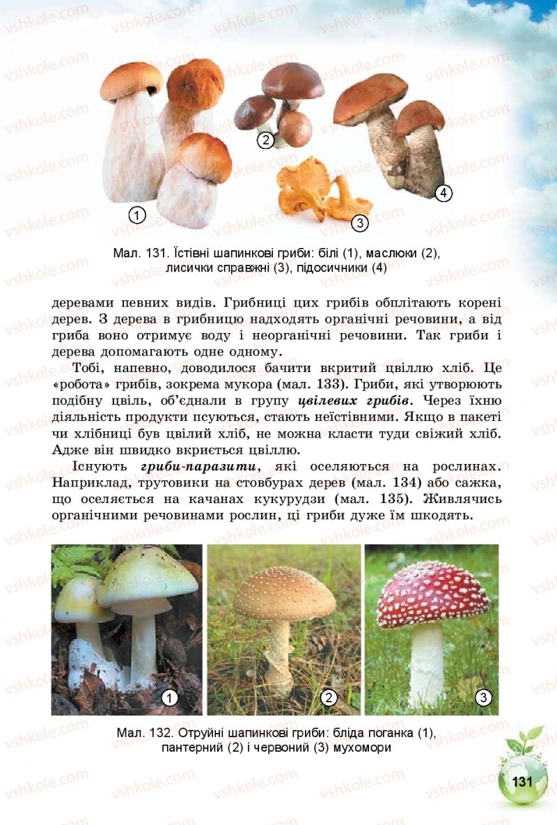 Страница 131 | Підручник Природознавство 5 клас Т.В. Коршевнюк, І.В. Баштовий 2018