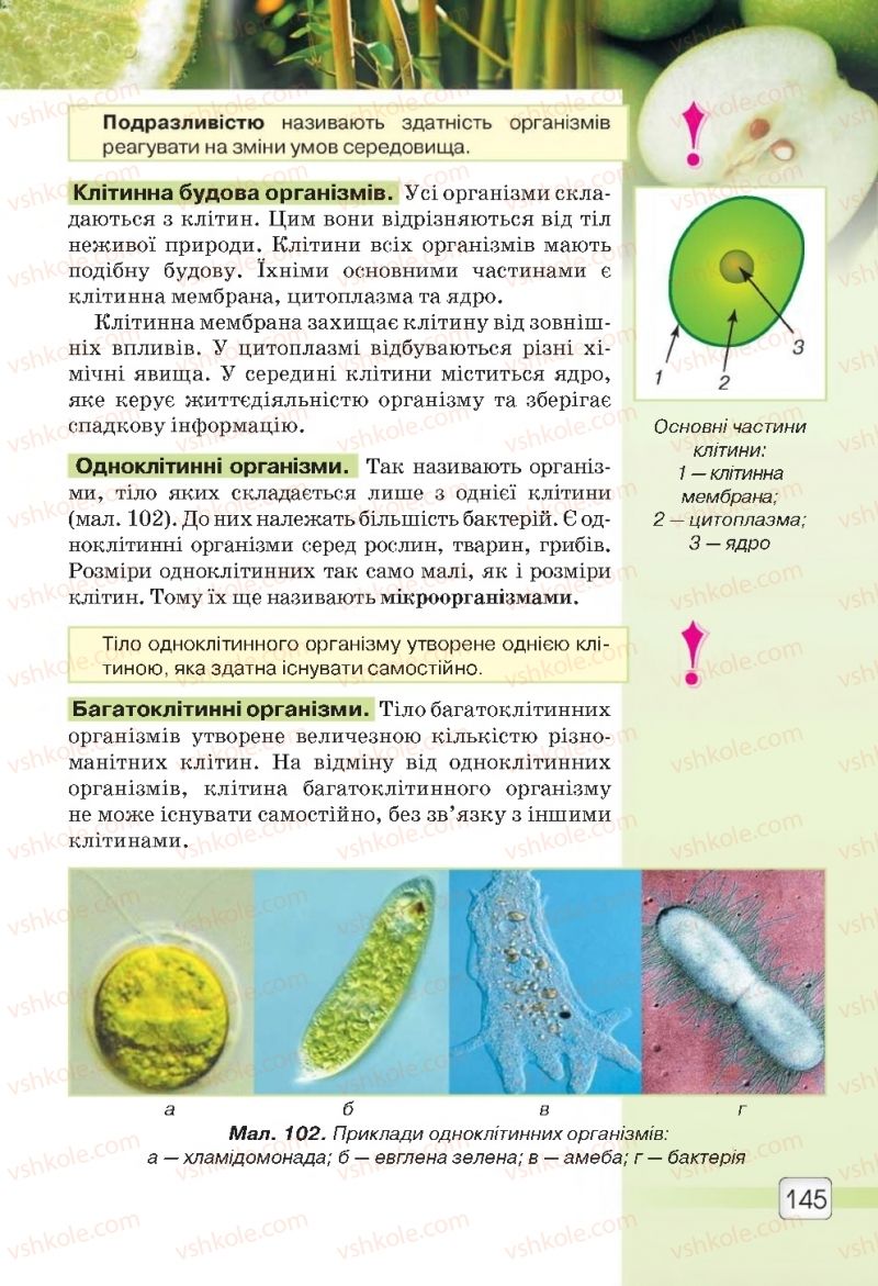 Страница 145 | Підручник Природознавство 5 клас О.Г. Ярошенко, В.М. Бойко 2018