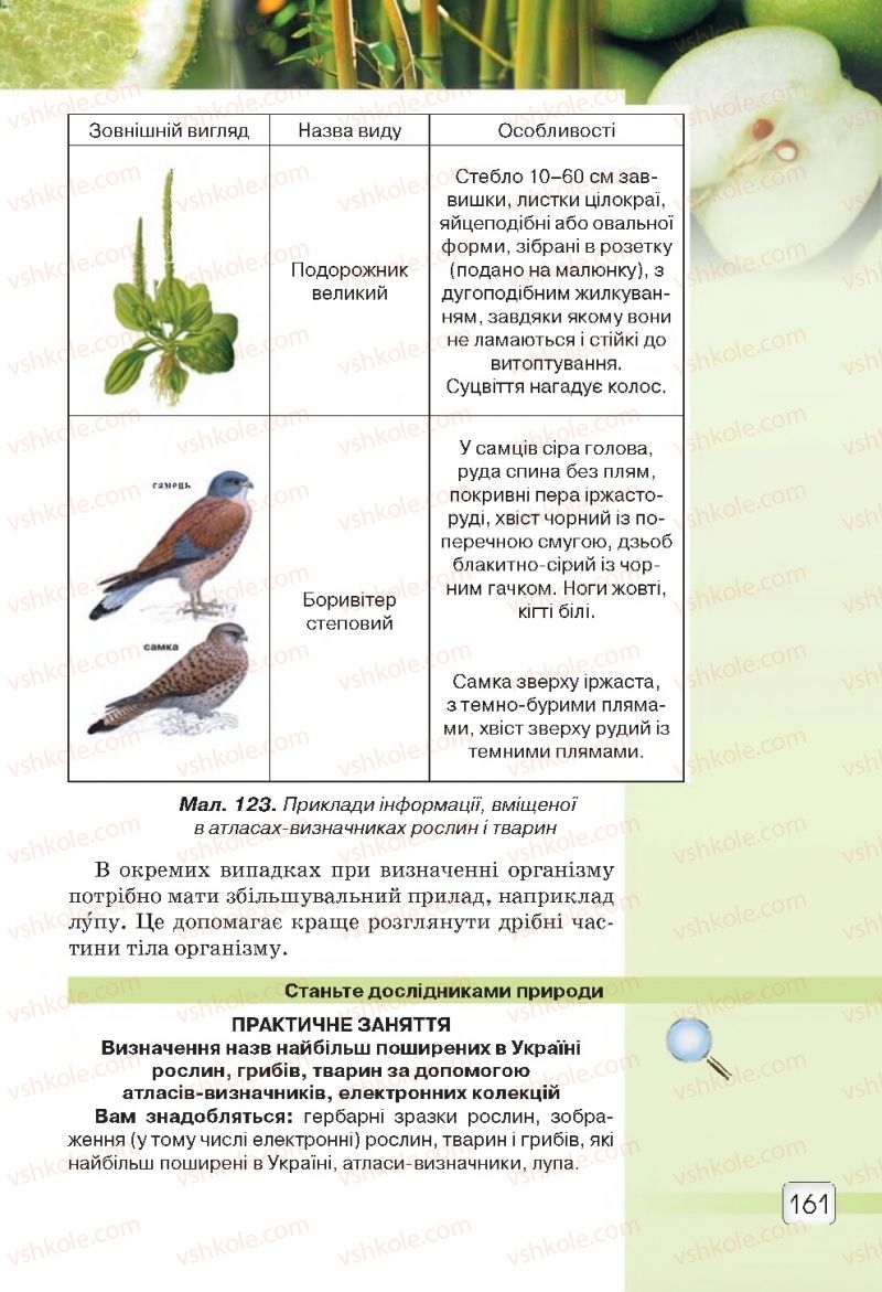 Страница 161 | Підручник Природознавство 5 клас О.Г. Ярошенко, В.М. Бойко 2018