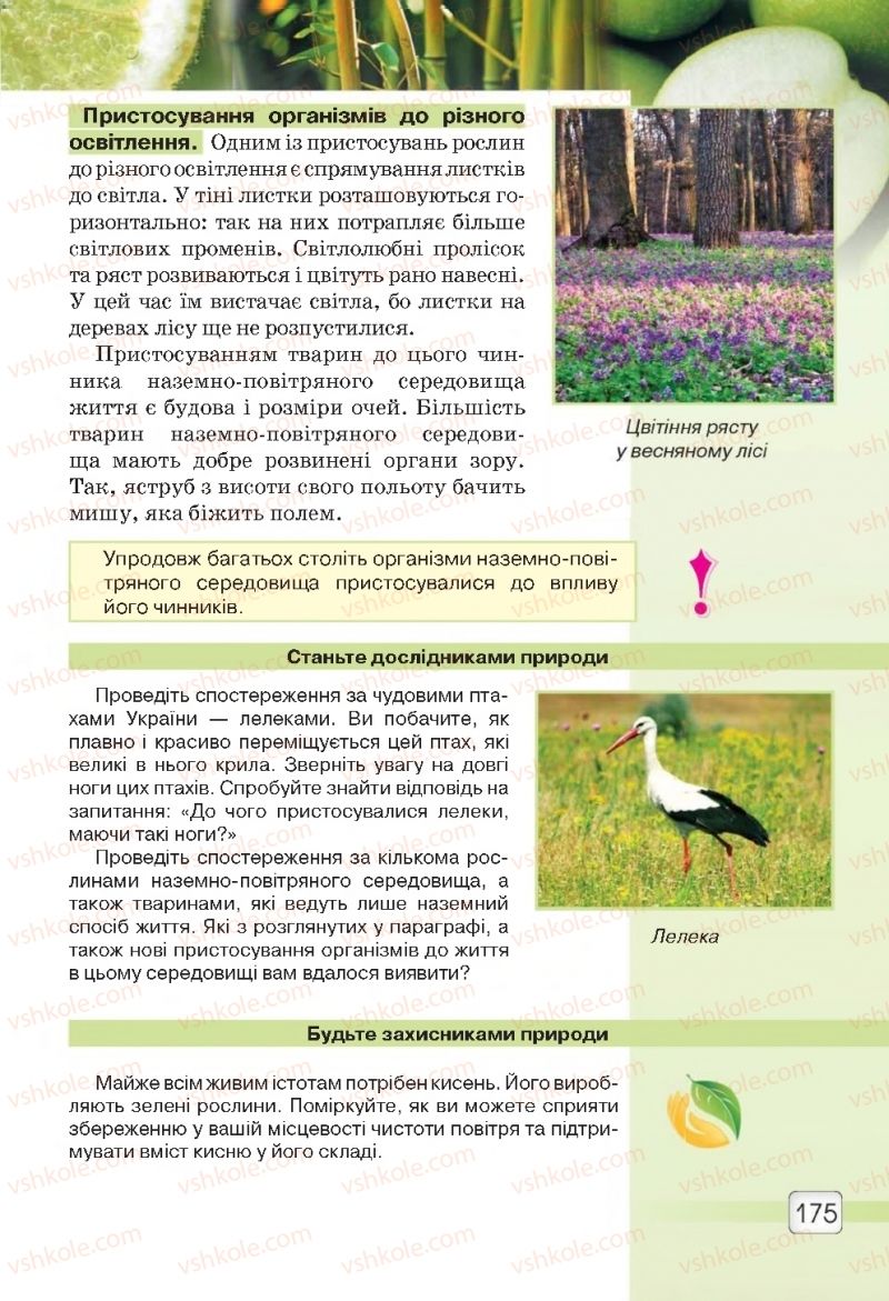 Страница 175 | Підручник Природознавство 5 клас О.Г. Ярошенко, В.М. Бойко 2018